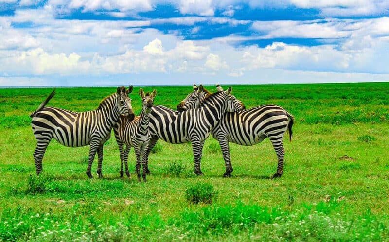 Tanzania-800x498