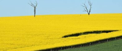 canola-field-e1714536945371_393x164